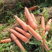 安徽宿州萧县三红胡萝卜大量有货接受预订可实地看货欢迎随时