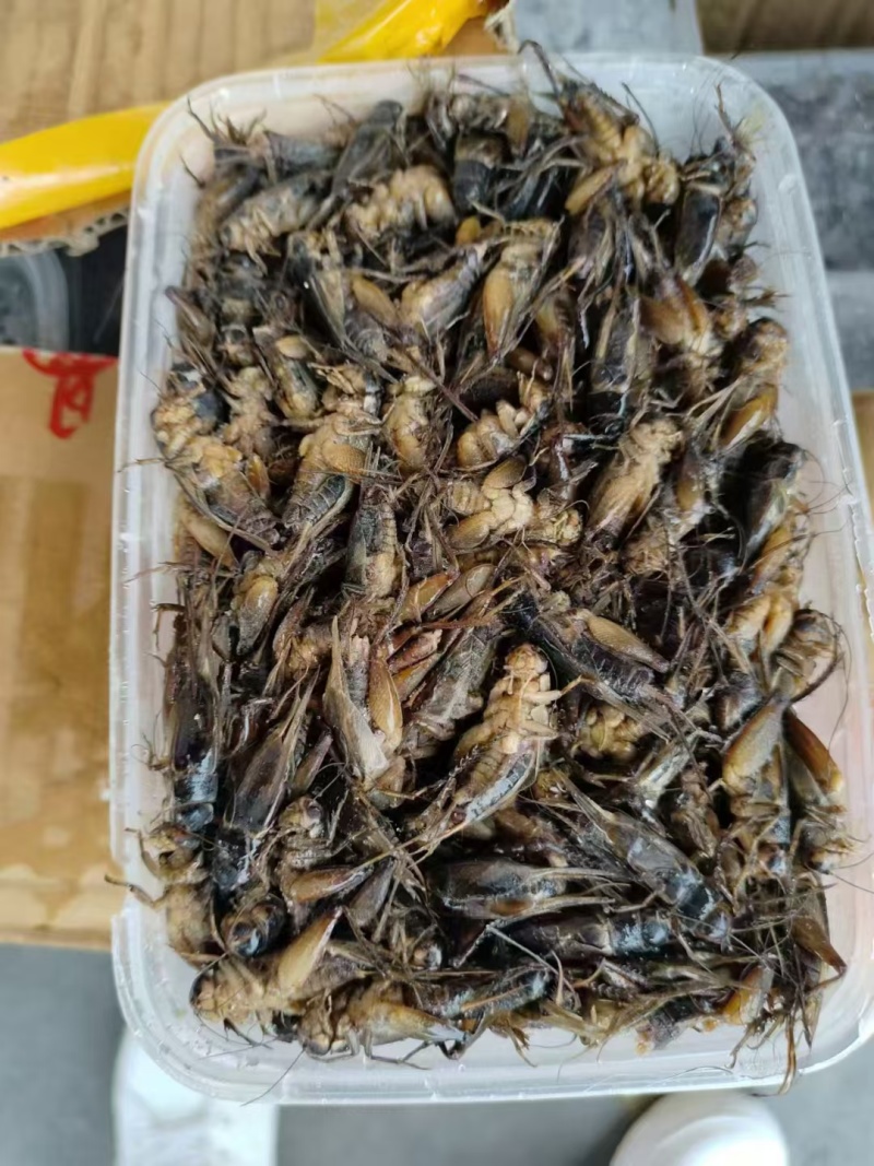 带籽蛐蛐一盒一斤