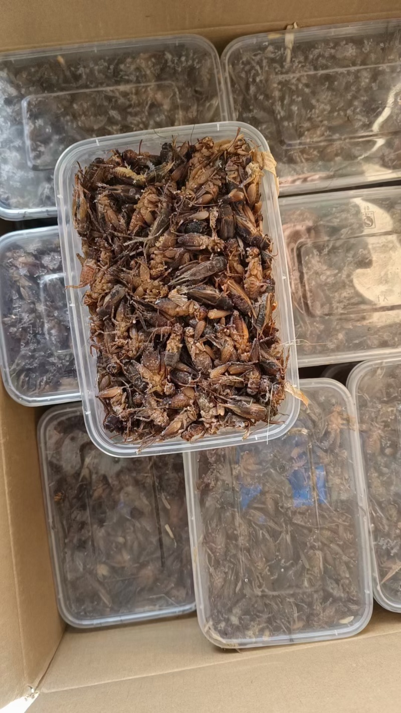 带籽蛐蛐一盒一斤