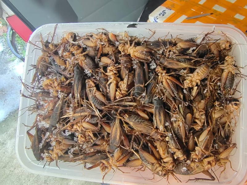 带籽蛐蛐一盒一斤