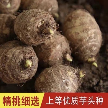 芋头大量现货供应/产地直发/包技术/包回收/视频看货