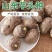芋头大量现货供应/产地直发/包技术/包回收/视频看货