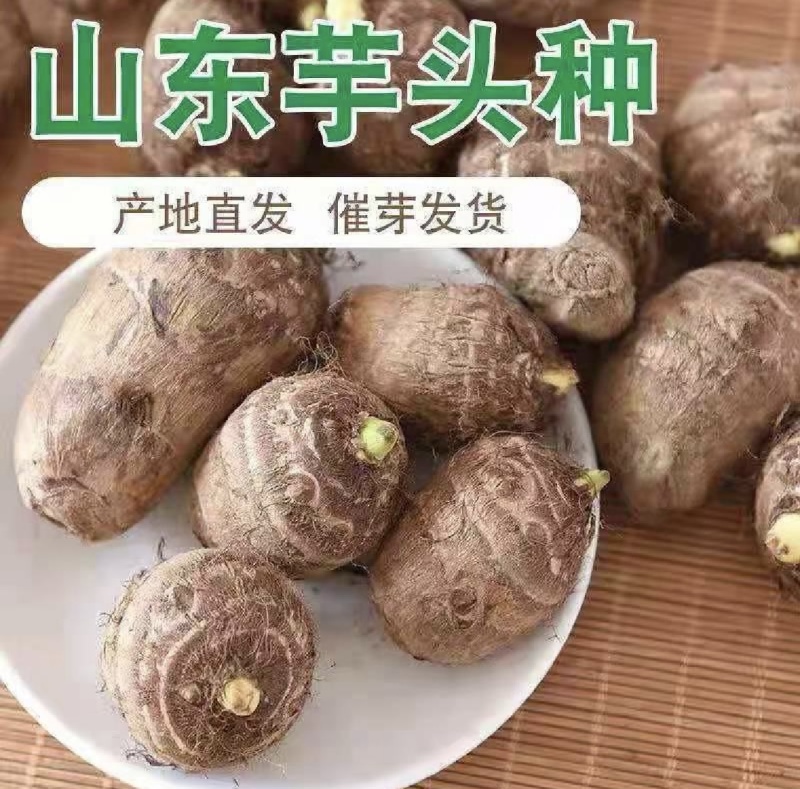 芋头大量现货供应/产地直发/包技术/包回收/视频看货