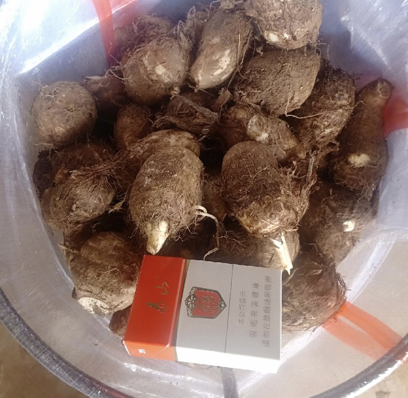 芋头大量现货供应/产地直发/包技术/包回收/视频看货