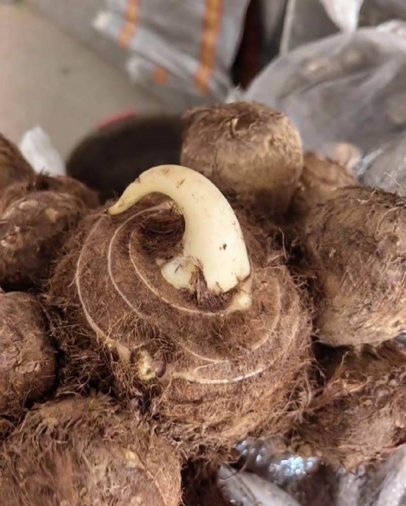 芋头大量现货供应/产地直发/包技术/包回收/视频看货