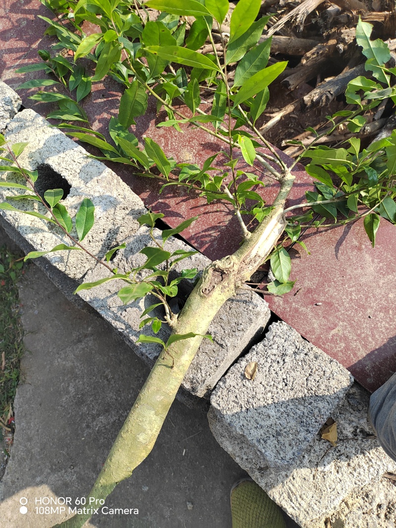 救必应白银树皮白木香白银香
