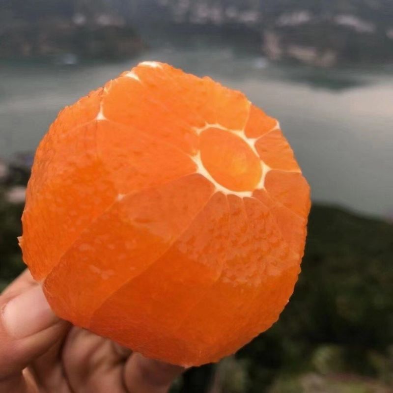 湖北脐橙九月红脐橙，货源充足，可视频看货，欢迎来电
