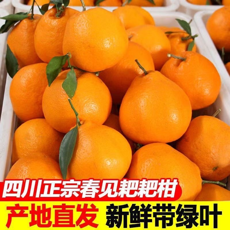 四川耙耙柑品质保证货源充足诚信经营果粒饱满欢迎咨询