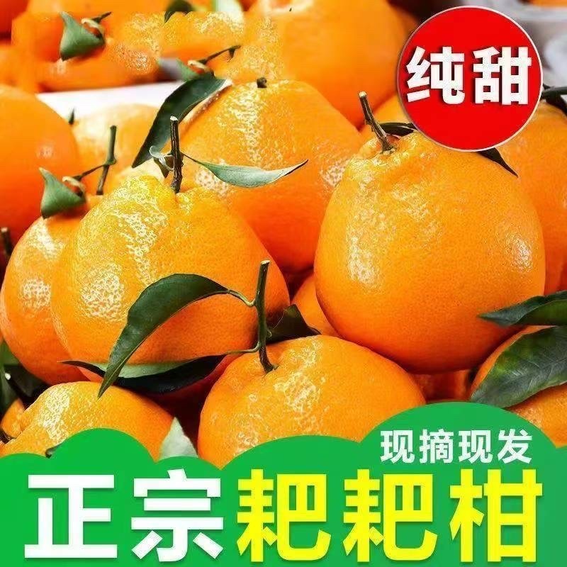 四川耙耙柑品质保证货源充足诚信经营果粒饱满欢迎咨询