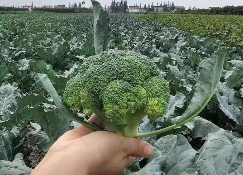 西兰花产地一手货源支持视频看货看货论价保质保量