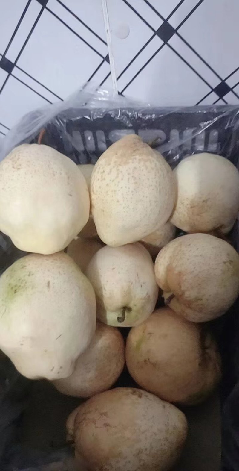 梨中**山农酥梨
