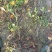 水栀子花苗