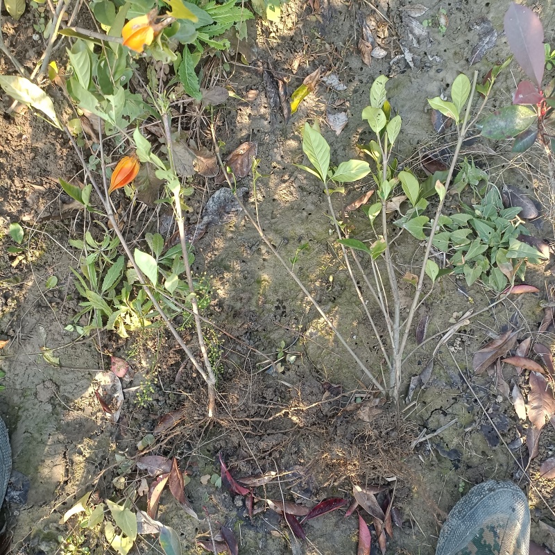水栀子花苗