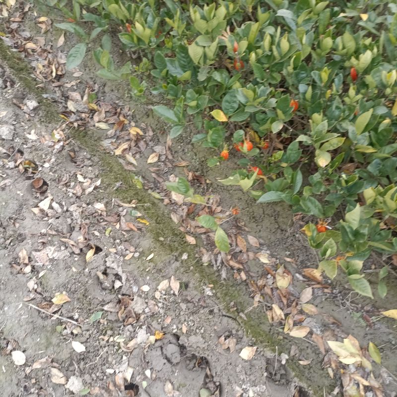 水栀子花苗
