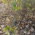 水栀子花苗