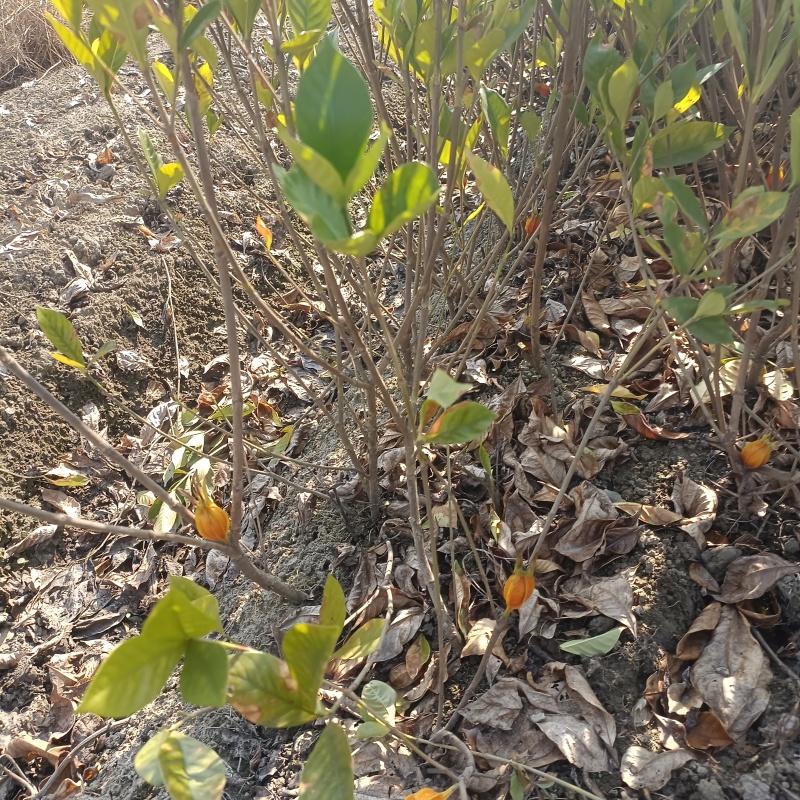 水栀子花苗