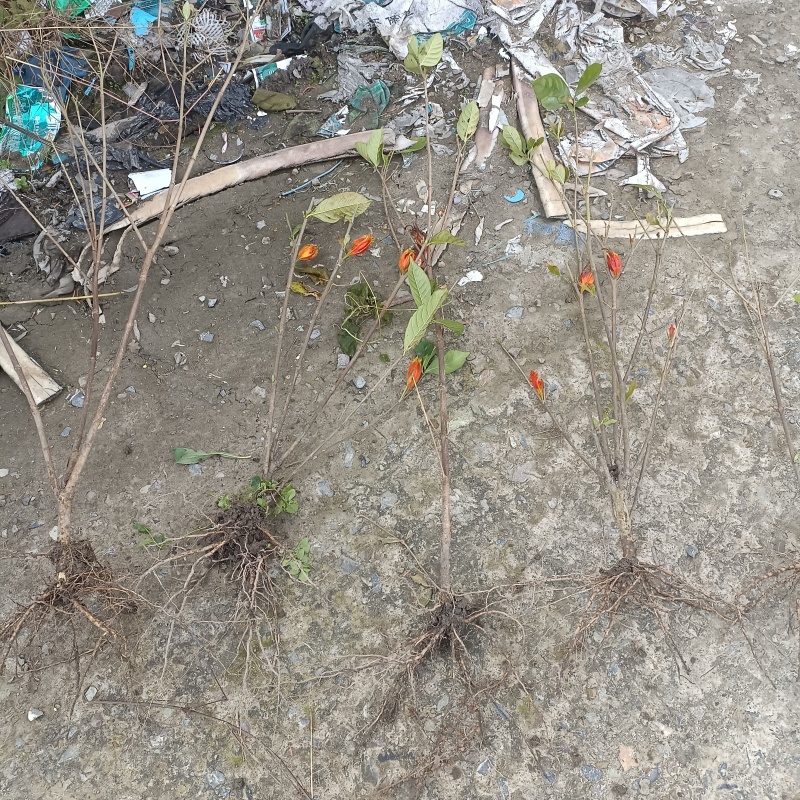 水栀子花苗