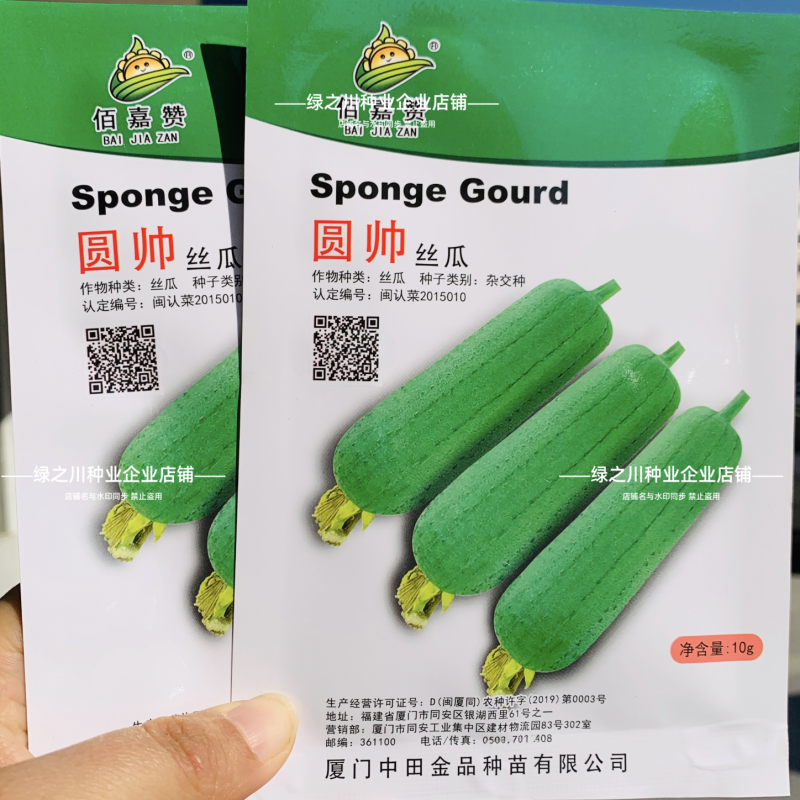 中田金品圆帅丝瓜种子短棒型不黑汤肉丝瓜种籽脆甜特高产丝瓜