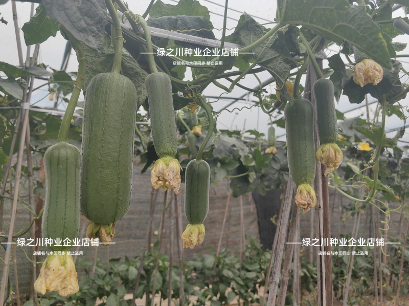 中田金品圆帅丝瓜种子短棒型不黑汤肉丝瓜种籽脆甜特高产丝瓜