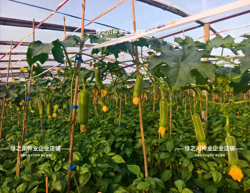 中田金品圆帅丝瓜种子短棒型不黑汤肉丝瓜种籽脆甜特高产丝瓜
