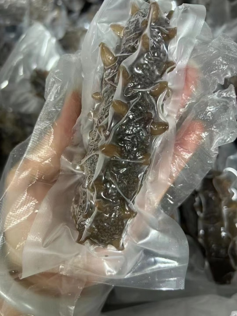 鲜食辽参大连辽参即食海参免发海参鲜蒸海参工厂批发价
