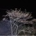 映山红