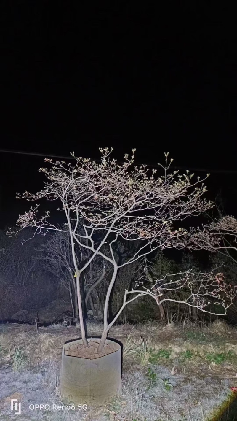 映山红