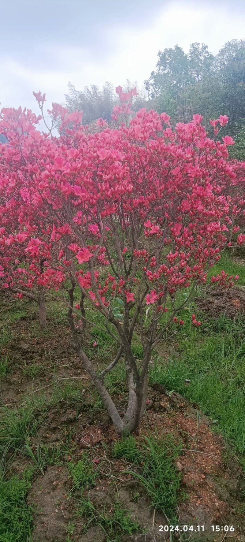 映山红