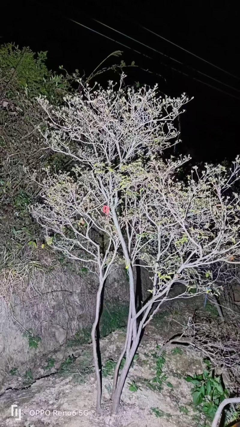 映山红