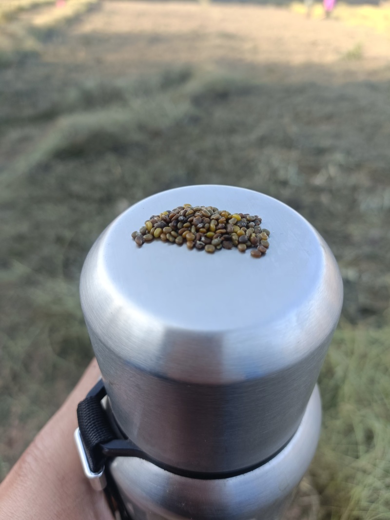 精品沙苑子现货