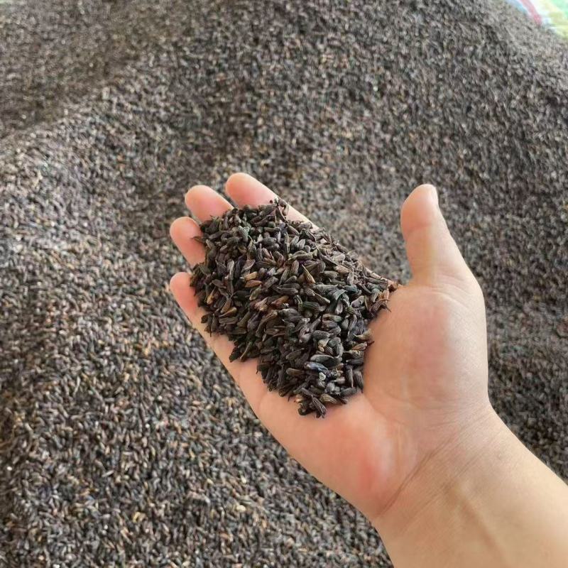 紫花精选高产百部种子，品质好产地直发