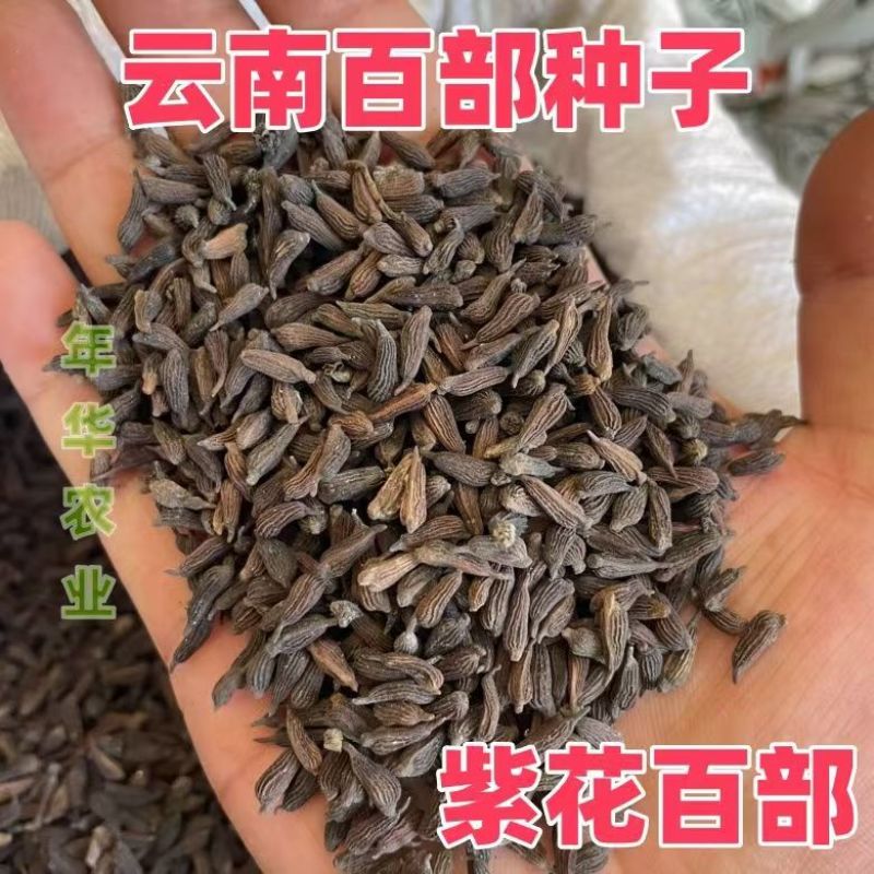 紫花精选高产百部种子，品质好产地直发