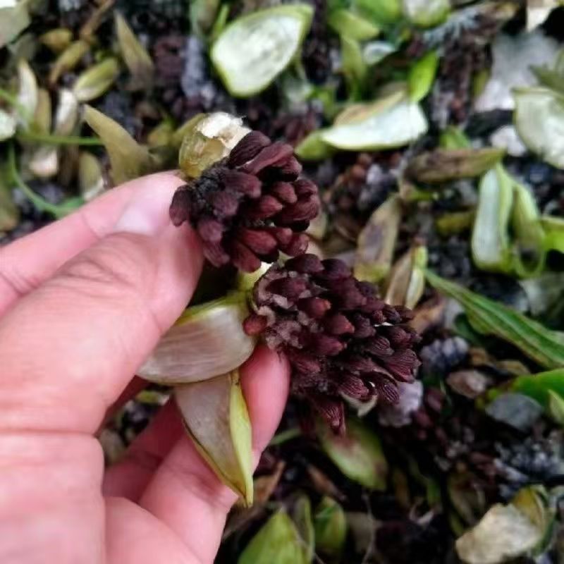 紫花精选高产百部种子，品质好产地直发