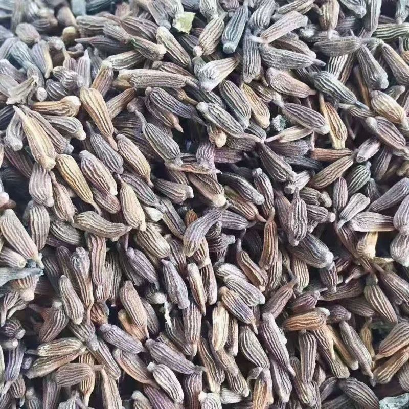 紫花精选高产百部种子，品质好产地直发