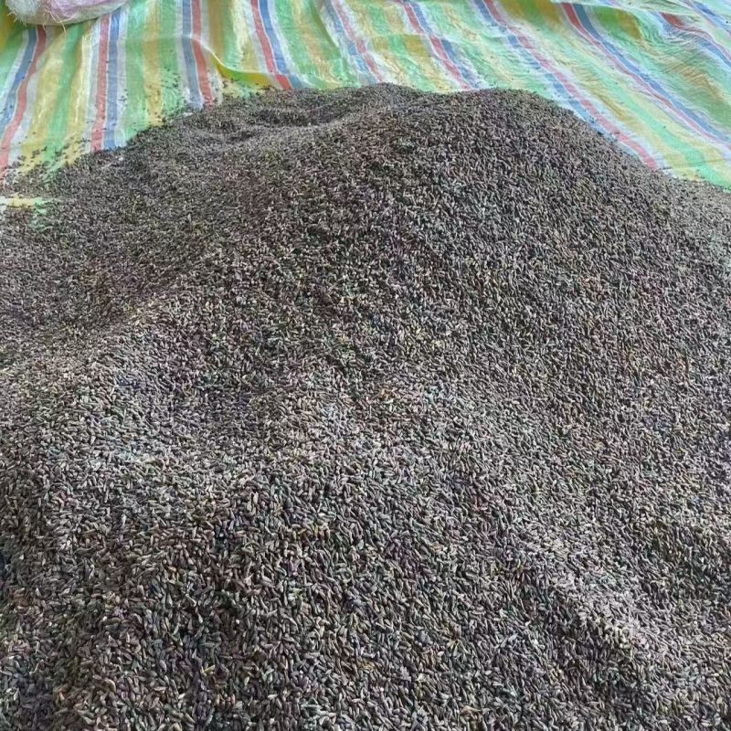 紫花精选高产百部种子，品质好产地直发