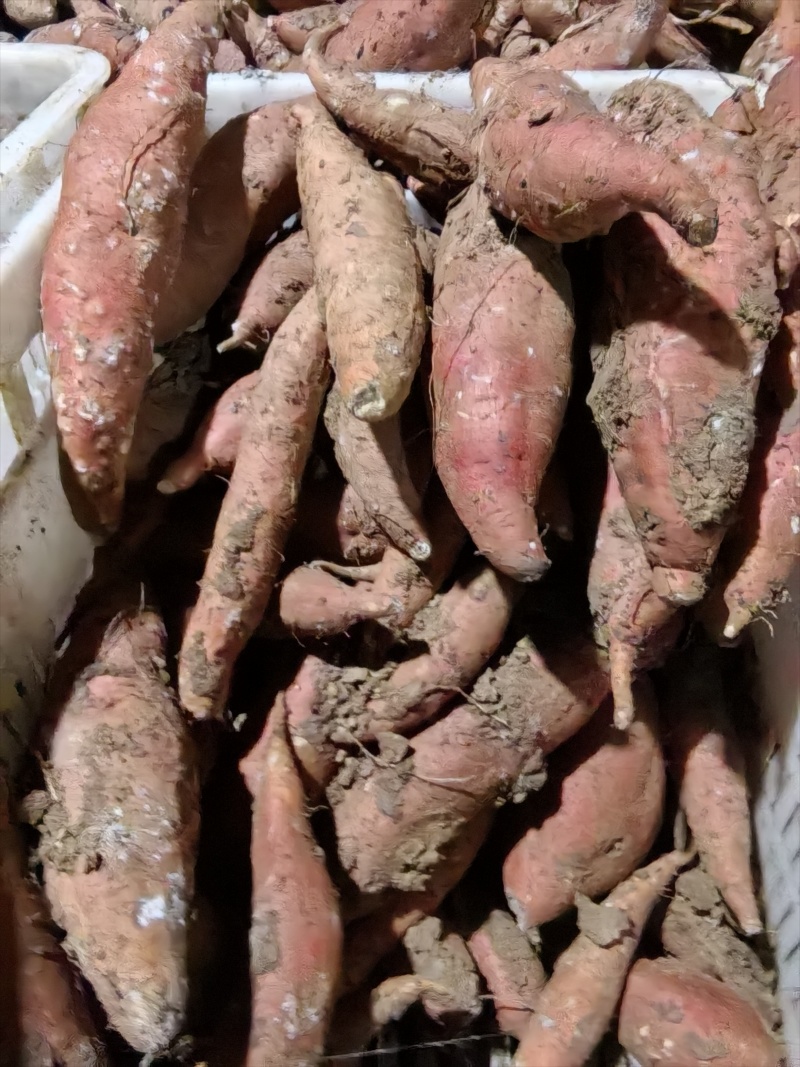 西瓜红通货