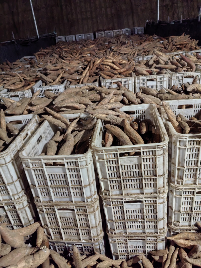 哈密沙土地种植，干面香甜，无筋无丝，欢迎来电咨询