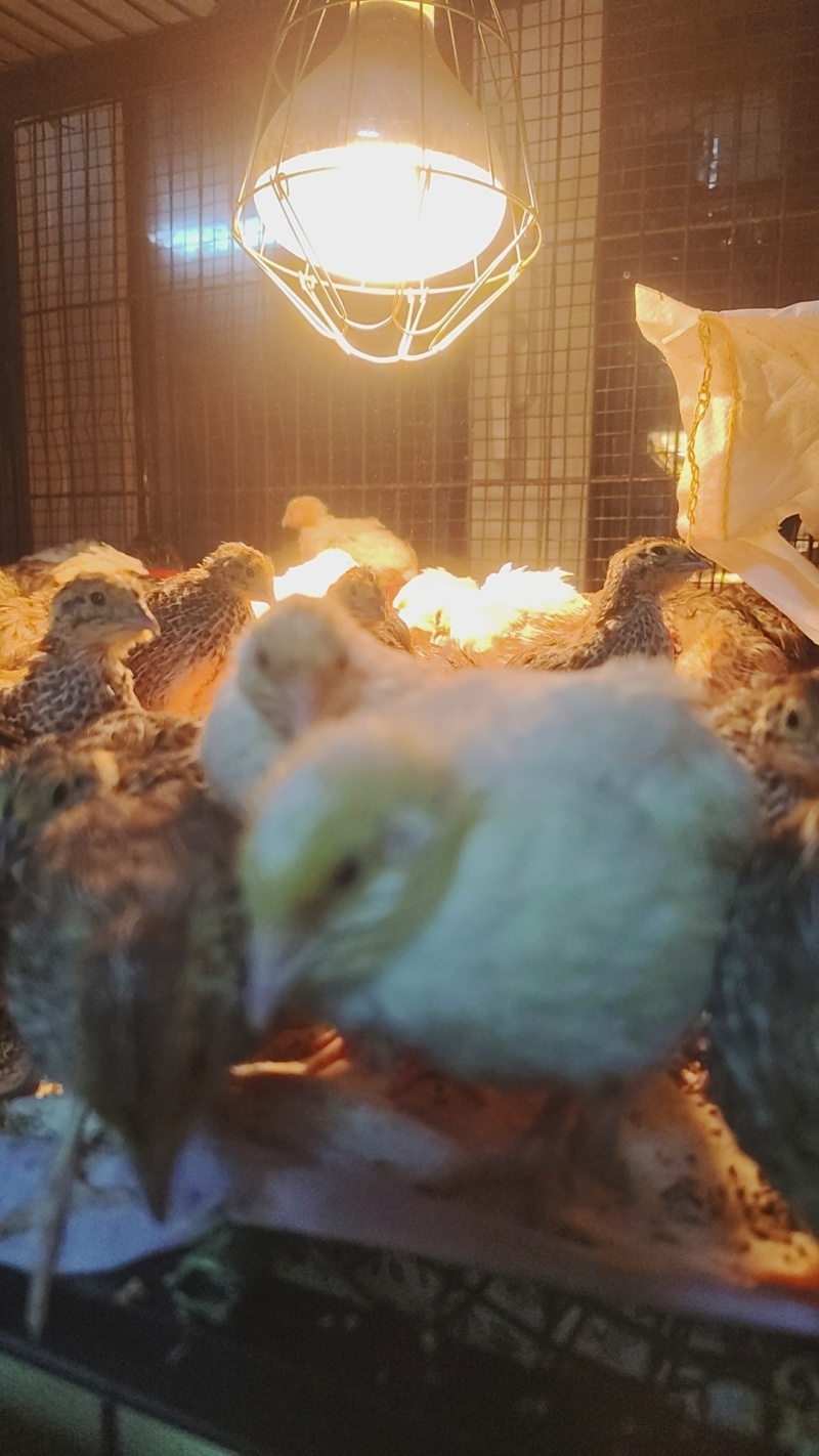 鹌鹑