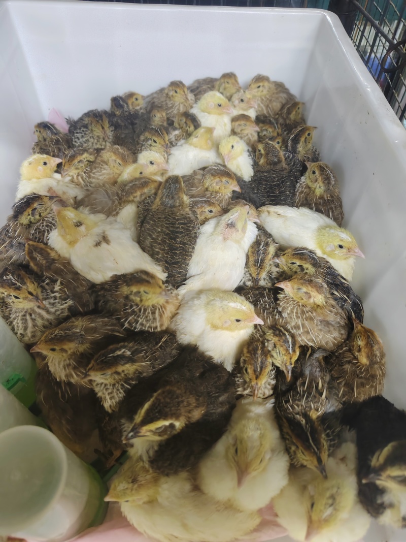 鹌鹑