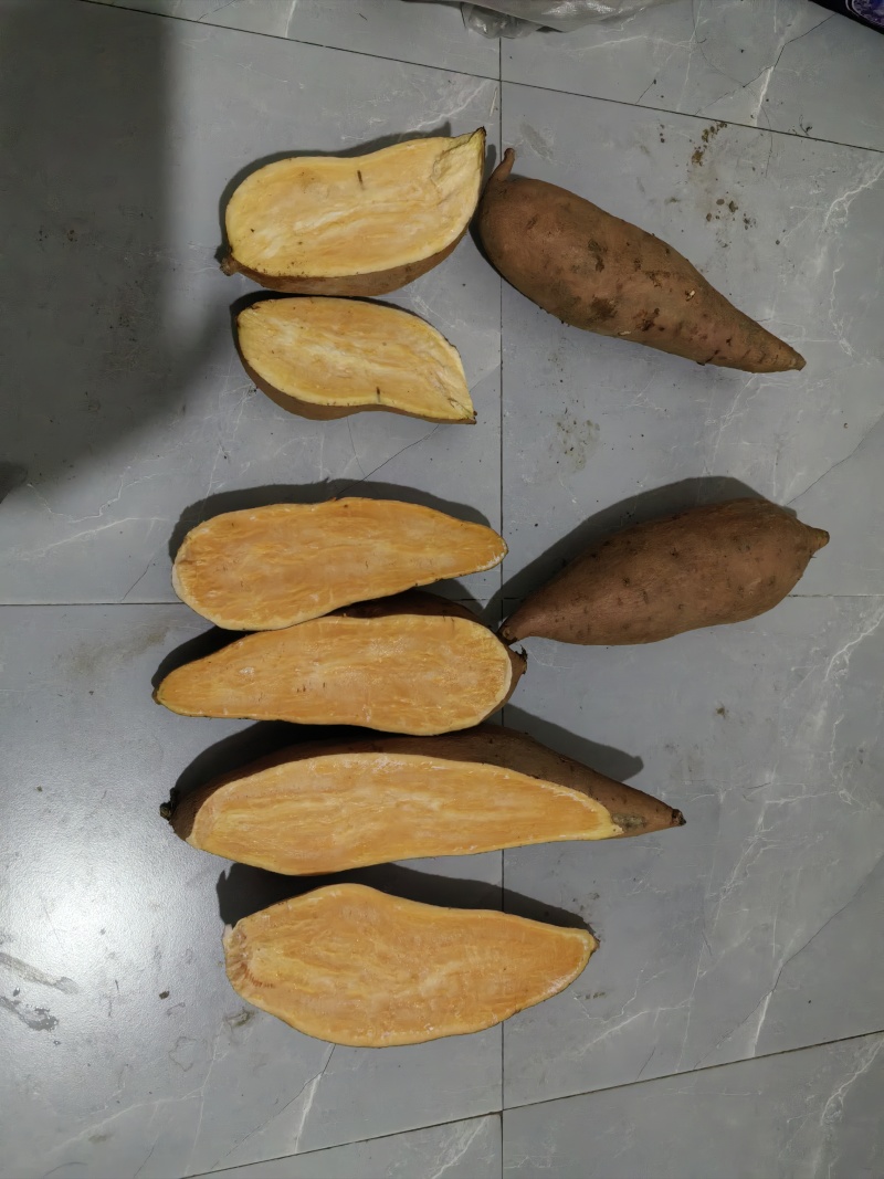 龙薯九精品