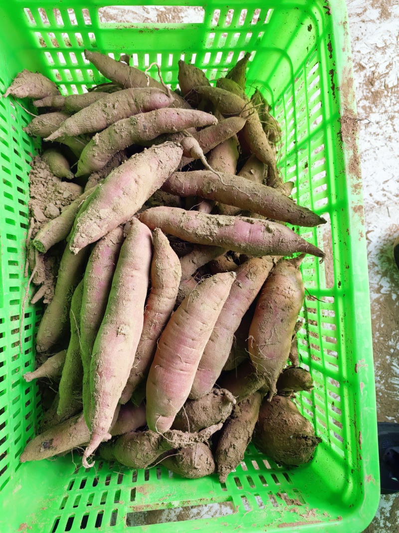 商薯19红皮白心
