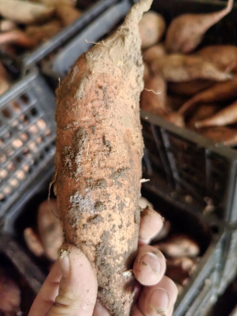 龙薯九电商货