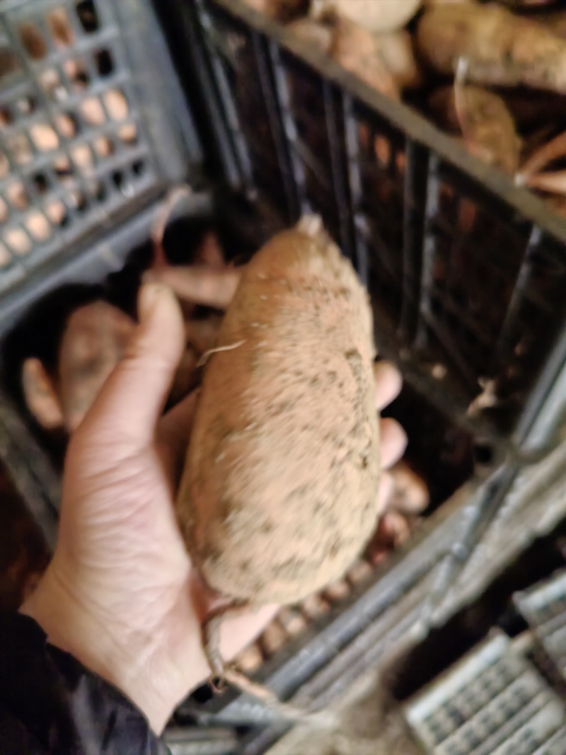 龙薯九电商货