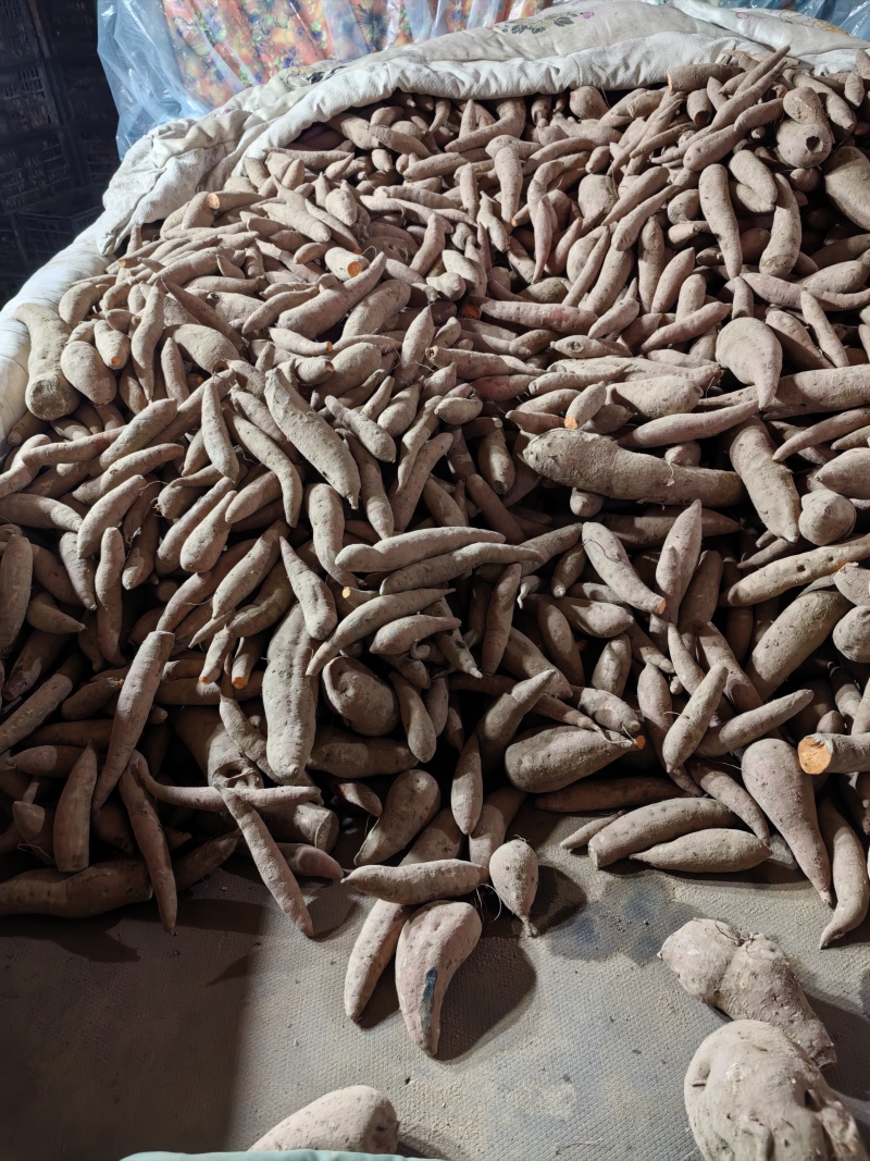 西瓜红小薯