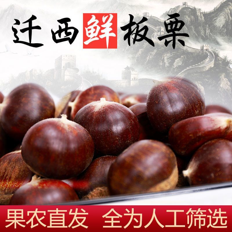 【精】2024年迁西老树板栗软糯香甜人工挑选炒货店专用