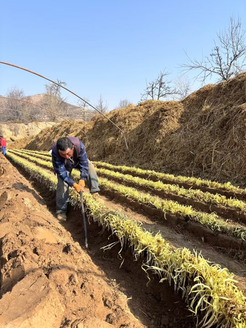 兰州张家大坪韭黄基地