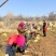 兰州张家大坪韭黄基地