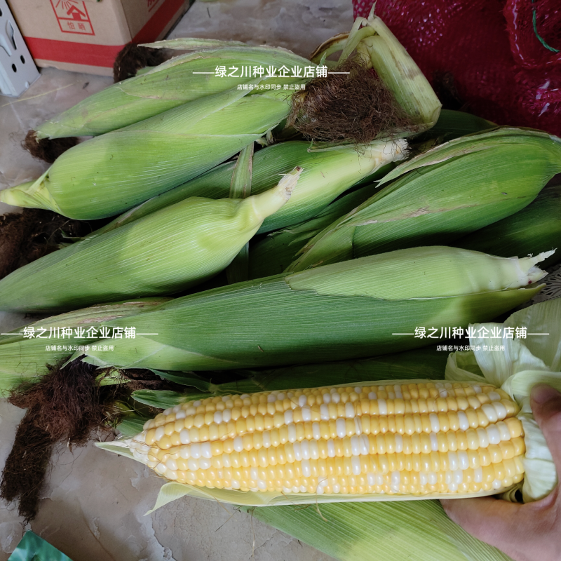 斯达甜230双色水果玉米种子生吃水果玉米黄白甜玉米种子
