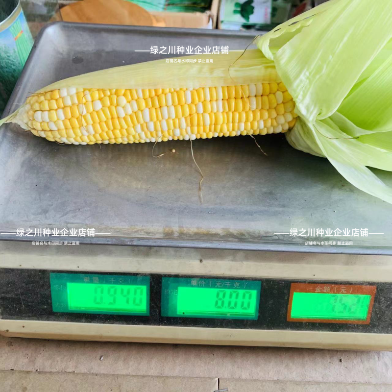 斯达甜230双色水果玉米种子生吃水果玉米黄白甜玉米种子