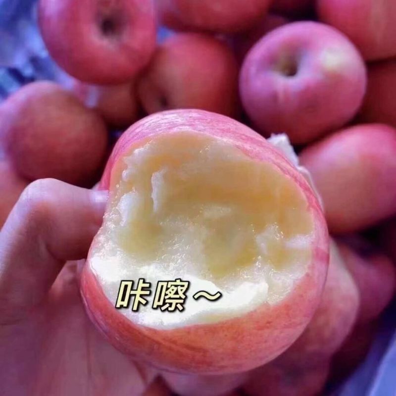 【精选】陕西正宗红富士苹果对接全国保质保量一条龙服务
